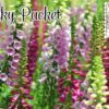October Lucky Packet 2026