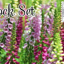 Sock Set